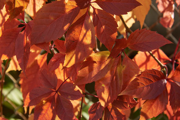 Autumn red ivy leaves in backlight on a metal grid background. Background