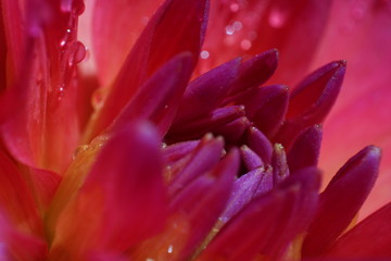 Fototapeta premium Dahlie1