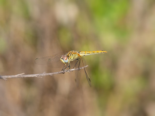 Yellow dragonfly - Red-veined Darter, Sympetrum fonscolombii.
