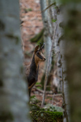 Chamois listening in the forest.