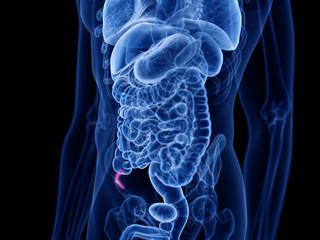 3d rendered medically accurate illustration of the appendix