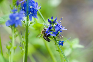 The bee drinks the nectar of Veronica's blue flower. She dipped her head inside the flower. Selective focus. Macro. Copy space.