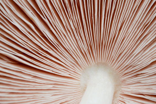Mushroom Texture Images – Browse 124,352 Stock Photos, Vectors, and Video |  Adobe Stock