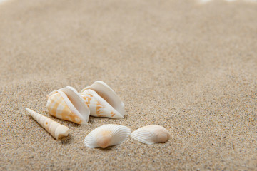 砂浜と貝殻