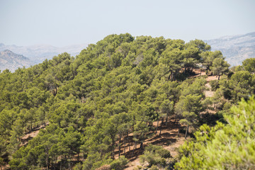 Fototapeta na wymiar paisaje natural de el chorro, málaga, españa