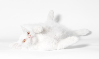white fluffy cat with yellow eyes lies on a white background close up