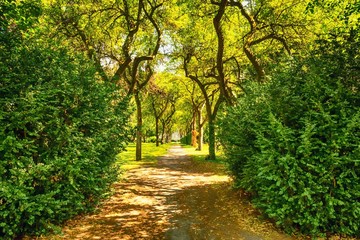 Beautiful alley in the park among green trees. Parks. Rest.