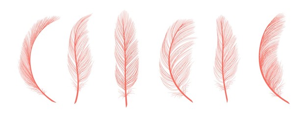 Trendy coral feathers. Vector pink fallen feathers isolated on white background. Exotic feather bird, soft and fluffy pink - obrazy, fototapety, plakaty