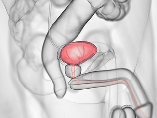3d rendered medically accurate illustration of the urinary bladder