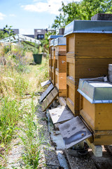 Honey bee beehive fly in carry pollum working outdoor in nature beekeeper