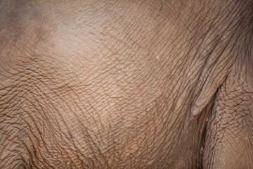 Elephant skin background.