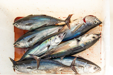 The catch of the day - albacore and bluefin tuna, wolf herring caught trolling on sailing yacht in Thailand. Large fish on sea fishing in the box for catch. Fishing between Similan and Phuket islands