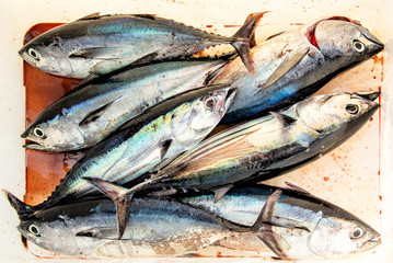 The catch of the day - albacore and bluefin tuna, wolf herring caught trolling on sailing yacht in Thailand. Large fish on sea fishing in the box for catch. Fishing between Similan and Phuket islands