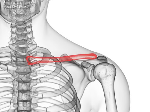 3d rendered medically accurate illustration of the clavicle bone