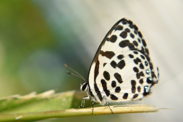 The Common Pierrot butterfly (Castalius rosimon) on green leaf, blurred background.
