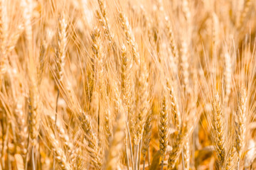 Golden ripe cereal, background, close-up. Out of focus