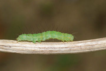 Image of green caterpillar on the branches on a natural background. Insect. Animal.