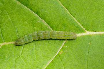Image of green caterpillar on green leaf. Worm. Insect. Animal.