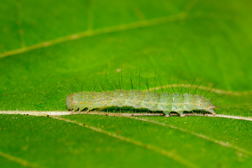 Image of green caterpillar on green leaf. Worm. Insect. Animal.