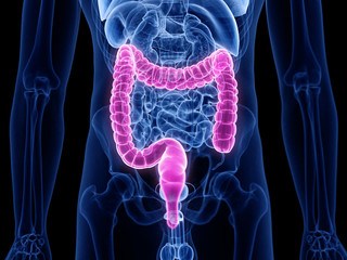 3d rendered medically accurate illustration of the large intestine