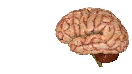 Anatomical 3D model of human brain for medical students.
