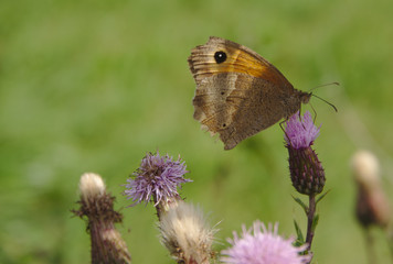 Obraz premium butterfly on flower