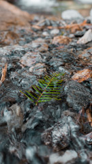 leaf in the river