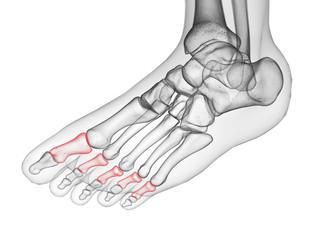 3d rendered medically accurate illustration of the middle phalanx bone