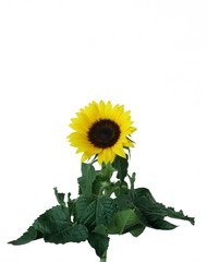 Sunflower in white background // Girassol fundo branco