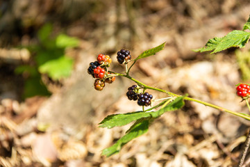 early ripe blackberry