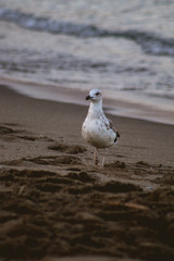 Seagull walking on the sand of the beach