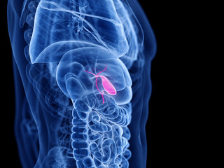 3d rendered medically accurate illustration of the gallbladder