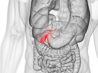3d rendered medically accurate illustration of the gallbladder