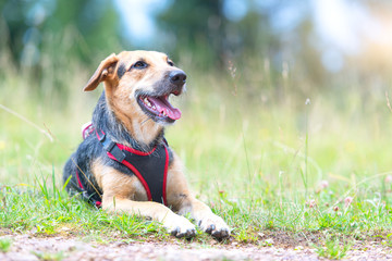 Medium-sized mongrel dog with bib resting in a mountain meadow