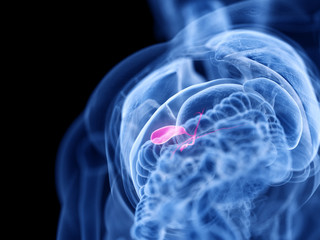 3d rendered medically accurate illustration of the gallbladder