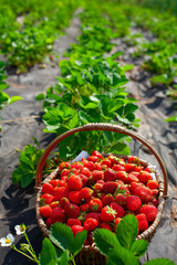 growing organic strawberries on a sunny summer day