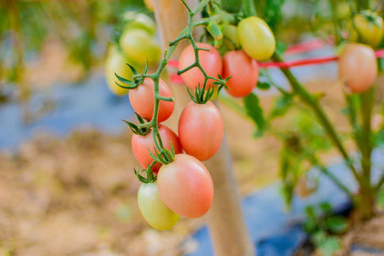 Green and red tomatoes, Green and red tomatoes from Thailand cuntry