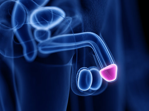 3d rendered medically accurate illustration of the glans penis