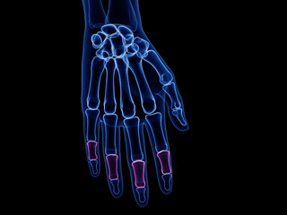3d rendered medically accurate illustration of the middle phalanges
