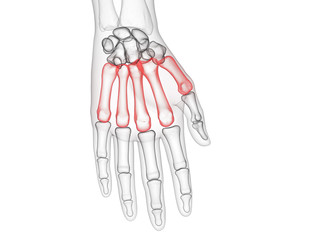3d rendered medically accurate illustration of the metacarpal bone