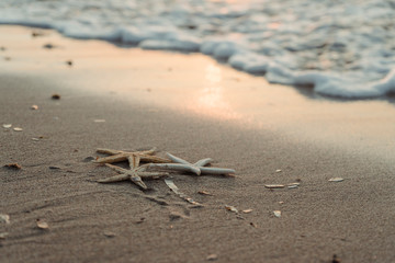 Starfish on the shore of the beach. Sunset