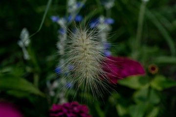 Colourful close up of a blooming ornamental gras