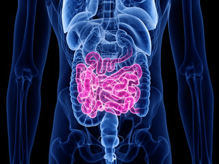 3d rendered medically accurate illustration of the small intestine