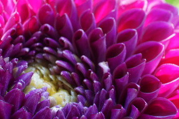 Dahlie