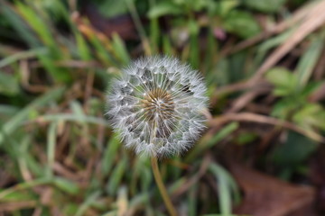 dandelion in grass