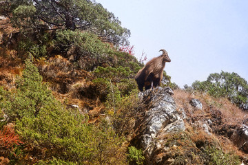 Himalayan tahr in its natural habitat, Everest region