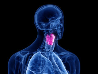 3d rendered medically accurate illustration of the human larynx