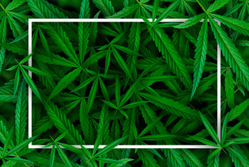 Marijuana leaf illustrations on cannabis Dark background, beautiful background, top corner picture