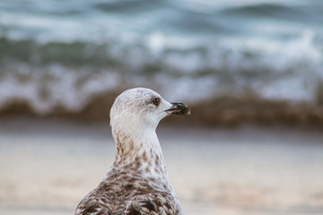 Photo of the details of a seagull looking towards the horizon and with the sea in the background