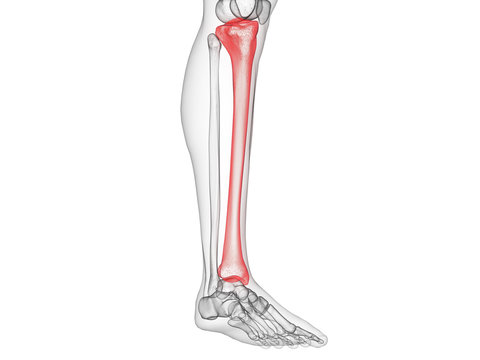 3d rendered medically accurate illustration of the tibia bone